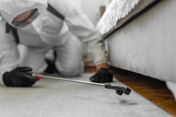 Professional Bed Bug Control technician working in Miami Springs, FL